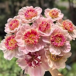 Pink Double Peony Seeds, 15 Seeds,  Perennial Flower Seeds for Garden, Fall Planting Seeds, Heirloom Blooms,  Cut Flower,  Long Blooming