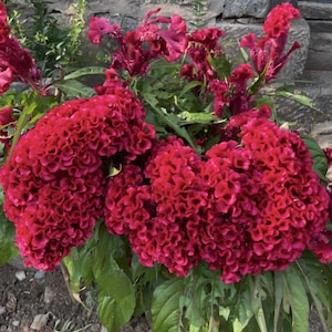May include: Close-up of vibrant red cockscomb flowers with a velvety texture. The flowers have a unique, brain-like appearance, surrounded by green foliage. The image showcases the natural beauty of the plant, with a stone wall in the background.