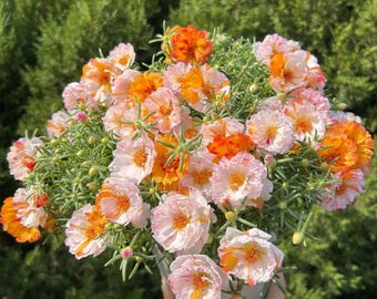 50+ Moss Rose SEEDS |Portulaca grandiflora | Lush Blooms, low Maintenance, Gardens and Bonsai, Double Orange Portulaca