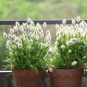May include: Two potted plants with fluffy, white flower heads and green foliage. The plants are in brown terracotta pots, one with a smooth finish and the other with a scalloped edge. The background is a blurred view of green foliage and a black railing.