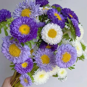 Puede incluir: Un ramo de vibrantes ásteres en tonos morados, lavanda y blanco, con centros de color amarillo brillante. Las flores están agrupadas, mostrando sus pétalos en capas y tallos verdes. Un arreglo floral fresco.