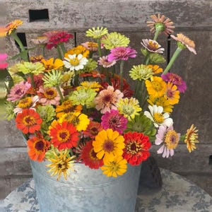 May include: A galvanized metal bucket overflowing with a vibrant assortment of zinnias. The flowers display a spectrum of colors, including red, orange, yellow, pink, and white. The bucket sits on a table with a blue and white floral pattern, against a weathered wooden backdrop.