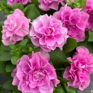 Peut inclure: Gros plan sur des fleurs de pétunia rose vif avec de multiples couches de pétales. Les fleurs sont entourées de feuilles vertes, créant un affichage luxuriant et coloré. L'image met en valeur la beauté de la plante de pétunia.