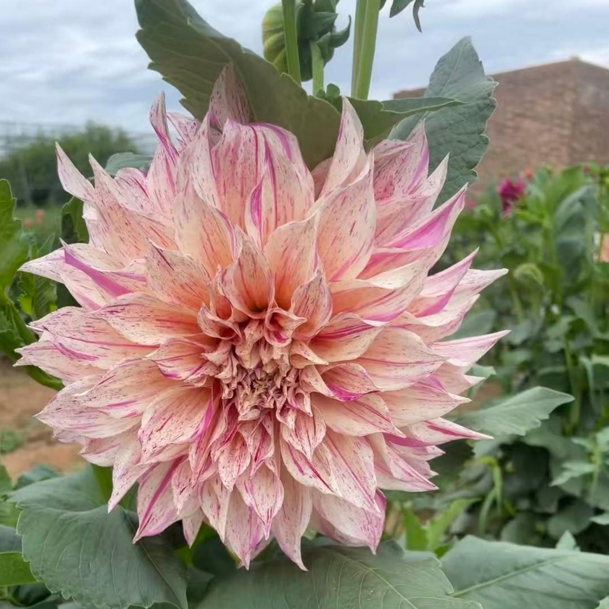 ストライプカフェオレダリアの種 - 25粒入り：巨大な花 - 開花、切り花