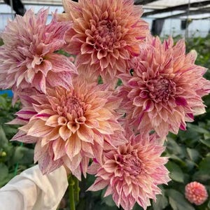 May include: A bouquet of five dahlias with a mix of pink, peach, and cream petals. The flowers have a layered, textured appearance with darker pink streaks. The stems are green, and the background is a greenhouse setting.
