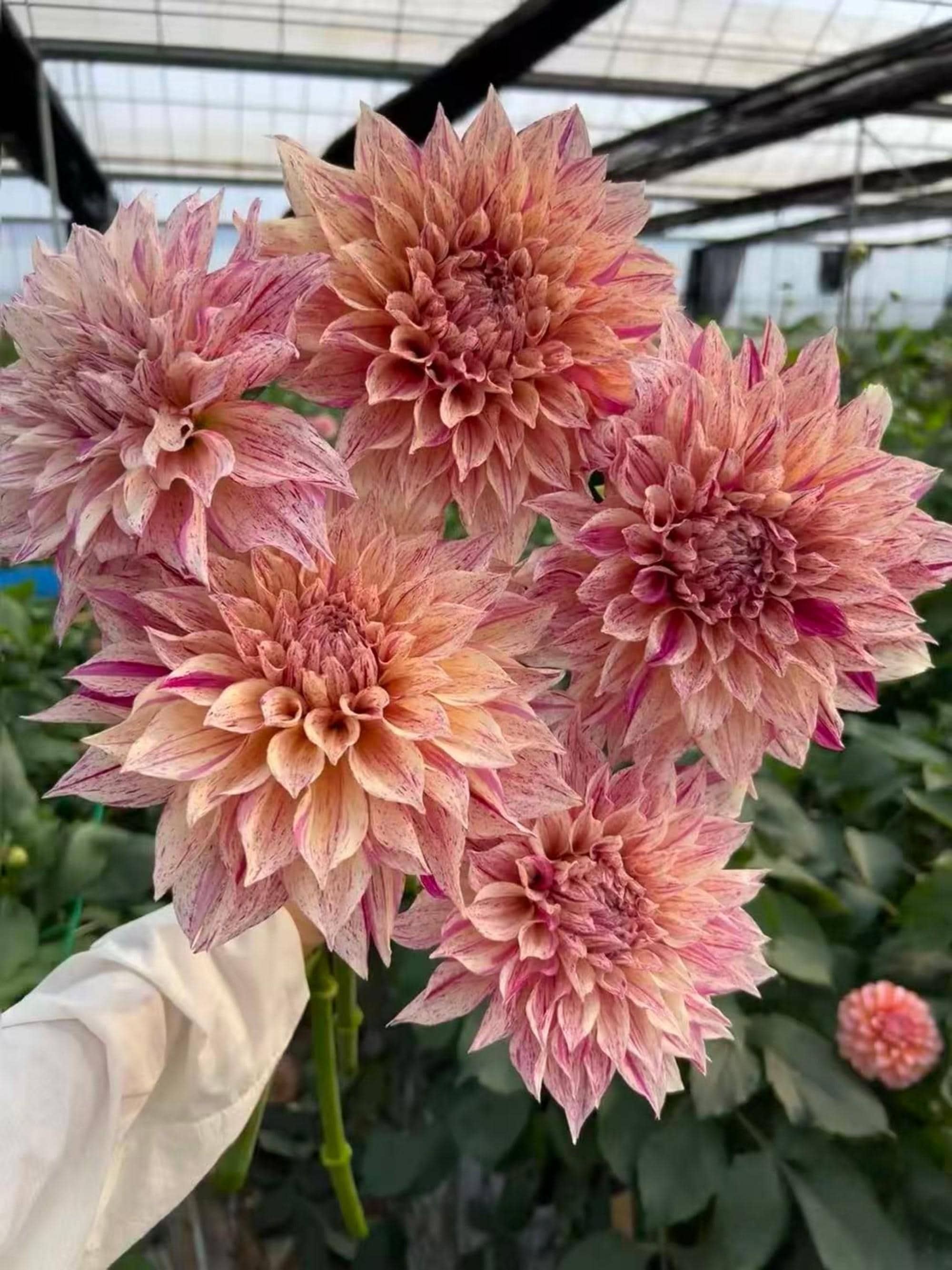 ストライプカフェオレダリアの種 - 25粒入り：巨大な花 - 開花、切り花
