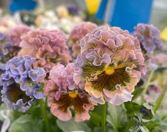 ¡Clásico! Semillas de Pensamiento - Planta perenne, variedad violeta degradado, Viola Cornuta