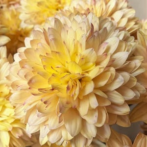 May include: Close-up of a bouquet of yellow chrysanthemum flowers. The petals are layered, with a gradient of yellow to cream and hints of pink. The flowers are in full bloom, showcasing their intricate details.