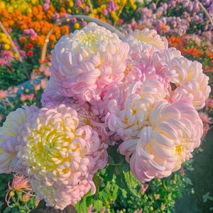 Kenroku Weiß Rosa für endlose Eleganz & Luxus Schnittblumen, Töpfe, Gärten, Chrysantheme