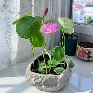 Semillas de bonsái de loto sagrado, Nelumbo nucifera rosa, que producen flores impresionantes fácilmente, solo agrega agua y observa cómo florecen, requiere poco mantenimiento.