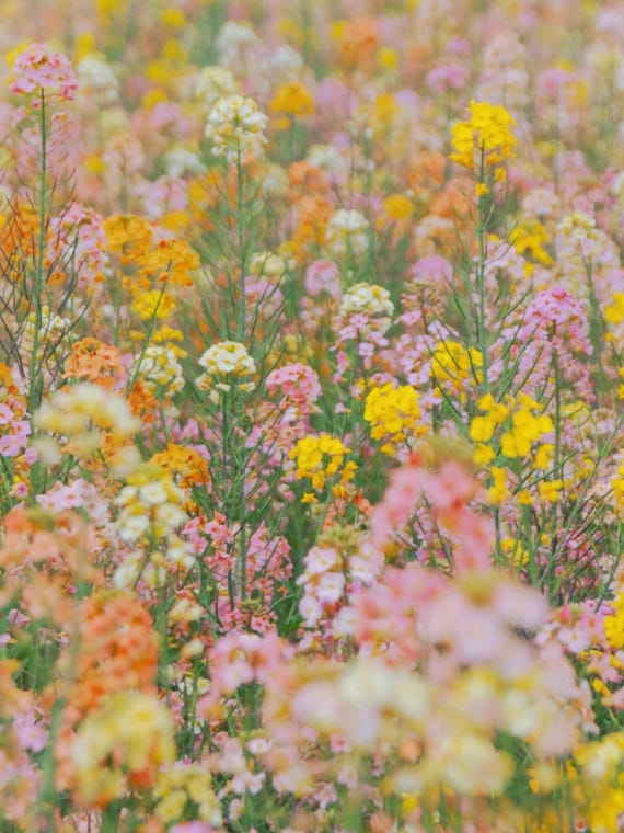 Colorful Canola Flower Seeds,  Long Blooming, Easy to Grow, Oil painting garden, Rare flower ,Cottage Garden