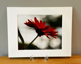 May include: A framed photograph featuring a vibrant red and orange flower in full bloom. The flower's petals are detailed, with a dark center and a green stem. The photograph is set in a white mat and frame, displayed on a wooden surface.