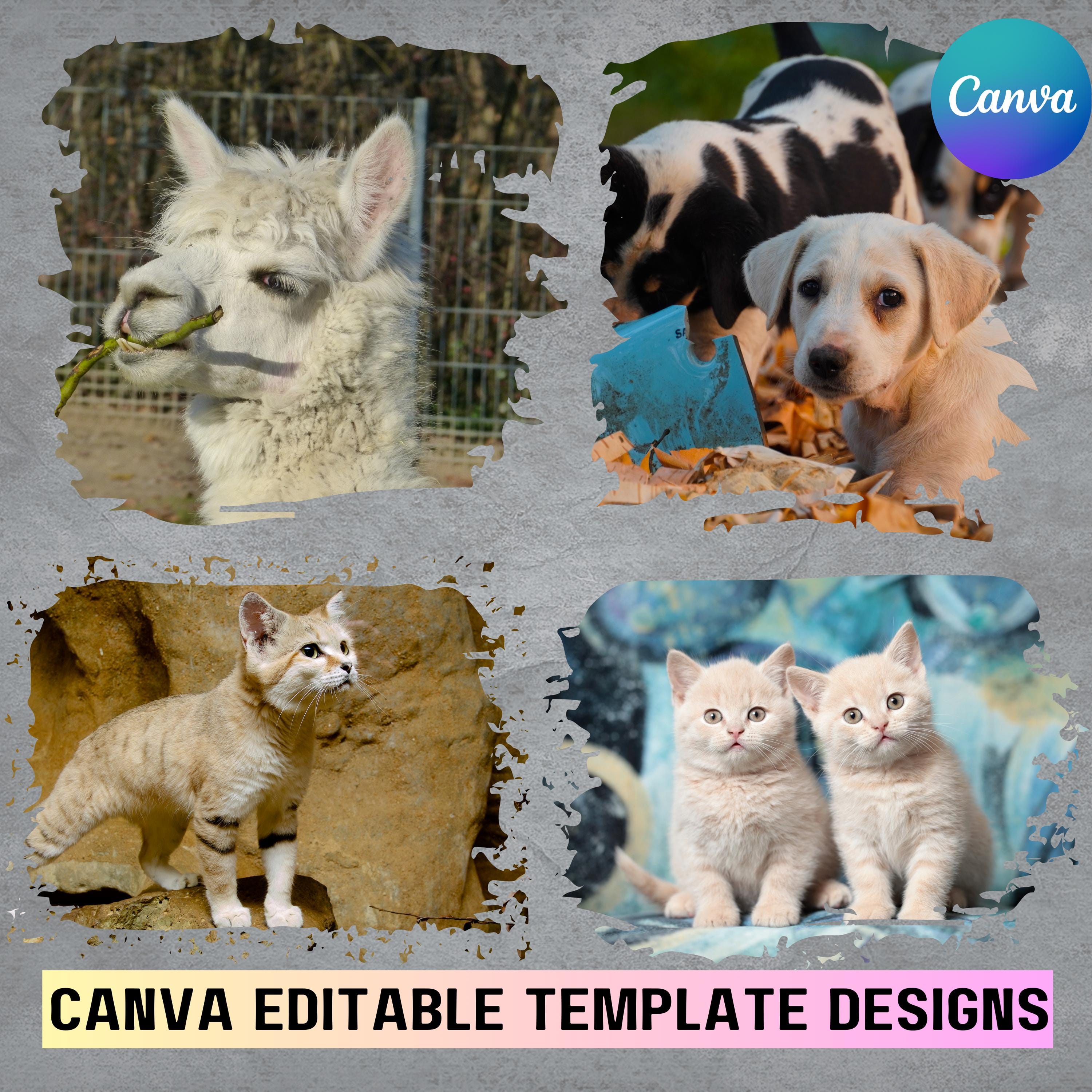Editable Canva Photo Frames With Bleach Distressed, Edges & Paint ...