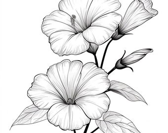 Morning Glory  Blooms Line Art  Black and White Bundle 1    50 Digital Ai Line Art PNG-SVG