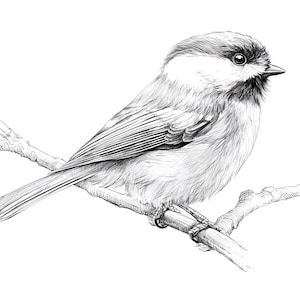 May include: A detailed black and white illustration of a small bird perched on a branch. The bird has a rounded body, a dark head, and a light-colored chest. The artist has captured the texture of the bird's feathers and the branch's bark.