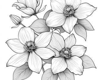 クレマチスの花の白黒線画バンドル 1 40 デジタル AI 線画 PNG-SVG