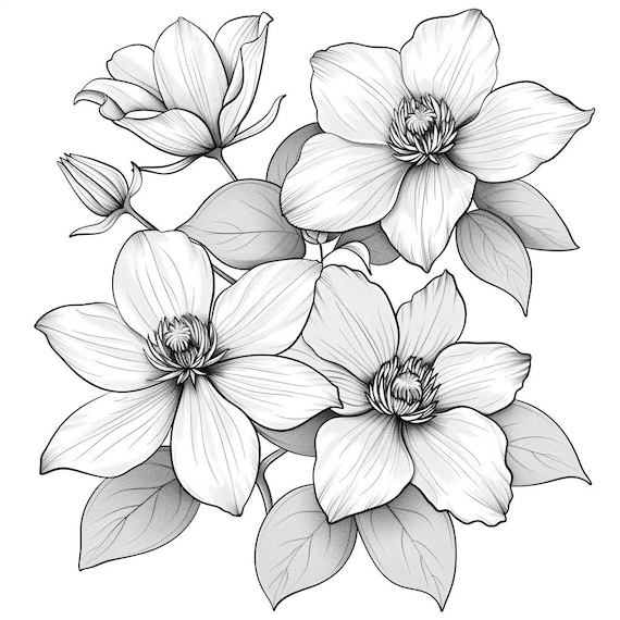 クレマチスの花の白黒線画バンドル 1 40 デジタル AI 線画 PNG-SVG