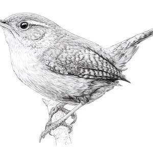 May include: Detailed black and white illustration of a small bird perched on a branch. The bird has detailed feather patterns and is rendered in a realistic style. The bird's eye is visible, and its claws grip the branch.