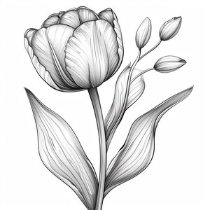 Op de afbeelding: Een zwart-witte lijntekening van een enkele tulp met bladeren en knoppen.