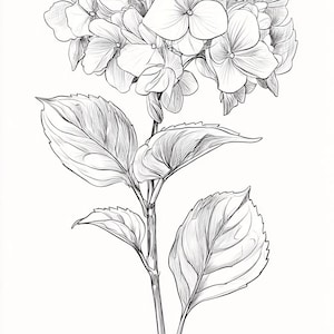 Hydrangea Bloom Line Art  Black and White Bundle 1    32 Digital Ai Line Art PNG-SVG