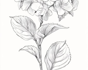 Hydrangea Bloom Line Art  Black and White Bundle 1    32 Digital Ai Line Art PNG-SVG (Digital Download)