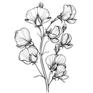 May include: A black and white line drawing of a sweet pea flower with multiple blooms and buds.