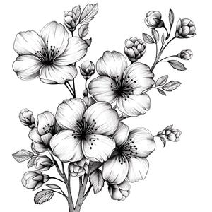 桜の黒/白の線画バンドル 2 55 デジタル線画 Ai SVG PNG