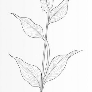 Könnte beinhalten: Eine Linienzeichnung einer weißen Calla mit einem langen Stiel und zwei Blättern.