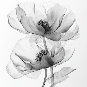 Puede incluir: Un dibujo en blanco y negro de dos amapolas con pétalos y tallos delicados.