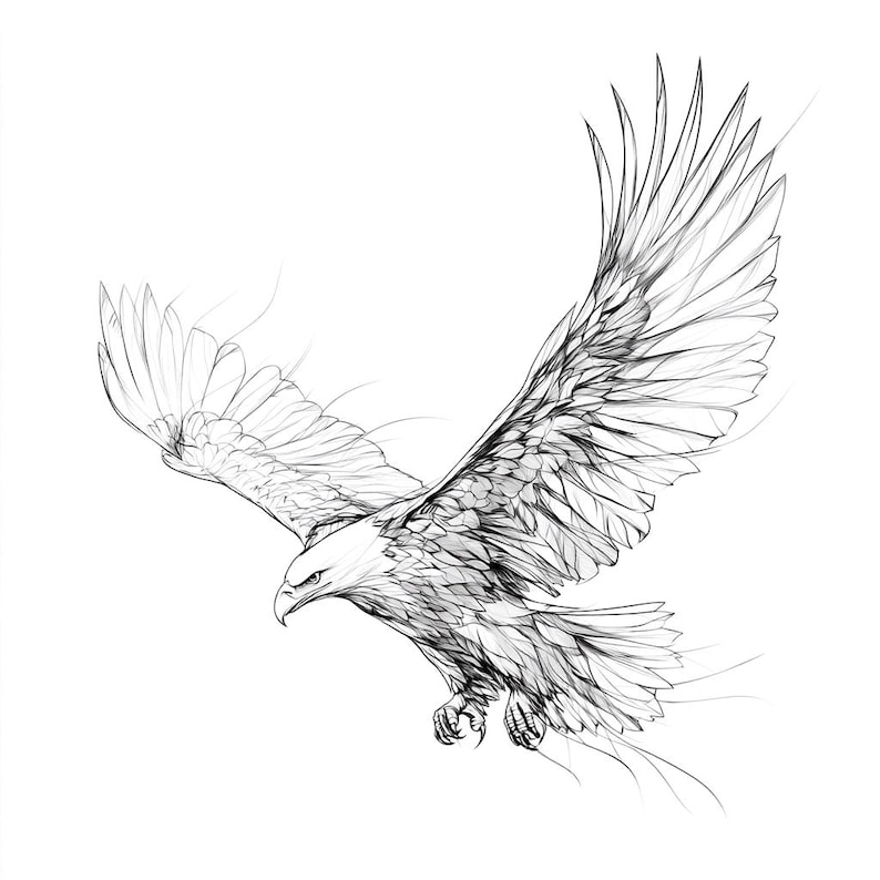 Eagle Line Art Black and White Bundle 1 32 Digital Ai Line Art PNG-SVG ...