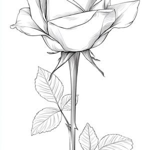 Può includere: Illustrazione dettagliata in bianco e nero di una rosa. La rosa è in piena fioritura, con petali multipli e uno stelo dettagliato con foglie e spine. L'immagine è un disegno a tratto, perfetto per colorare o progettare.