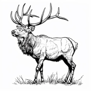 May include: A black and white line drawing of an elk with large antlers standing in a field of grass.