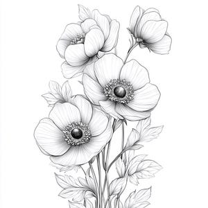 Anemone Blooms Line Art Schwarzweiß-Bundle 1 42 Digital Ai Line Art PNG-SVG