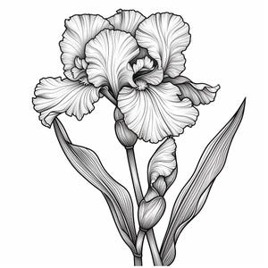 May include: A black and white line drawing of an iris flower with two buds. The flower has three petals and is in full bloom. The leaves are long and slender.