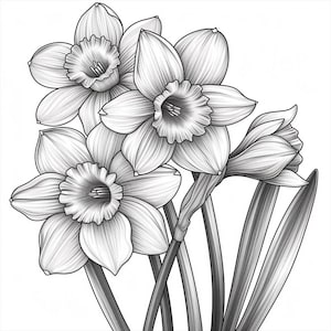 Può includere: Un disegno in bianco e nero di un mazzo di narcisi. I fiori hanno steli lunghi e sono disposti in un grappolo. Il disegno è dettagliato e realistico.