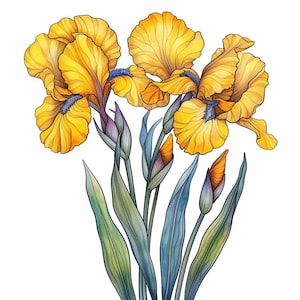 Pode incluir: Um buquê de íris amarelas com folhas verdes e azuis. As flores estão em plena floração e têm um aspecto delicado, como aquarela.
