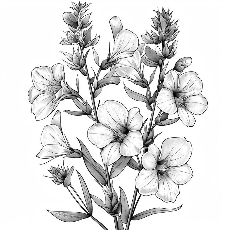 Fireweed Simple Drawing Fireweed Line Art Black and White Bundle 2 24 Digital Line Art Images ...