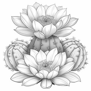 Cactus Blooms Line Art Black and White Bundle 3 20 Digital Ai Line Art ...