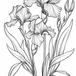 May include: A detailed black and white illustration of iris flowers. The image features several fully bloomed flowers with ruffled petals, along with unopened buds and long, slender leaves. The artwork has a delicate, shaded appearance.