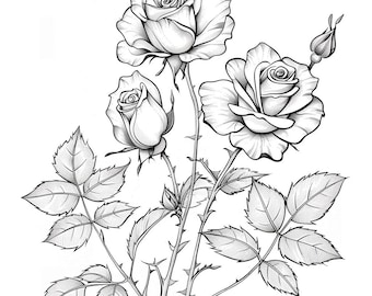 Rose Blooms Black/White Line Art  Bundle 1      72  Digital Ai Line Art   Svg Png