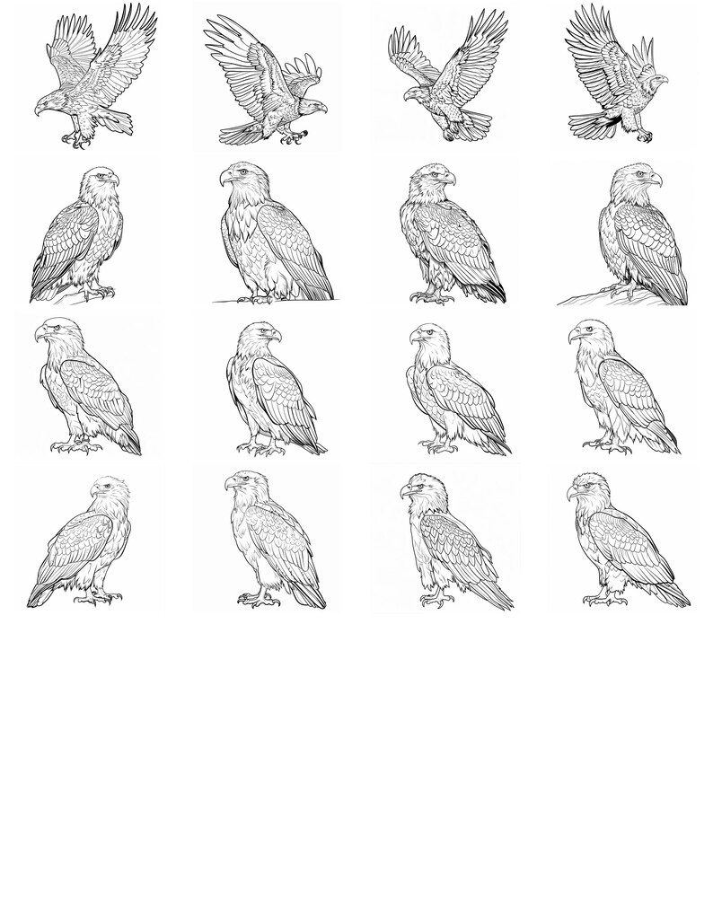 Eagle Bald Realistic Line Art Illustration Black and White Bundle 1 90 ...
