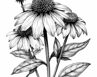 Cone Flower  Line Art  Black and White Bundle 2      36  Digital Ai Line Art  Svg-Png