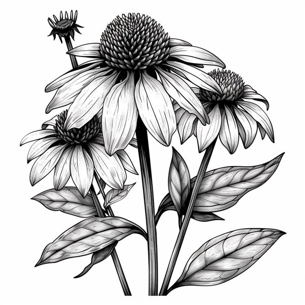 Cone Flower  Line Art  Black and White Bundle 2      72  Digital Line Art Ai  Svg-Png-Jpg