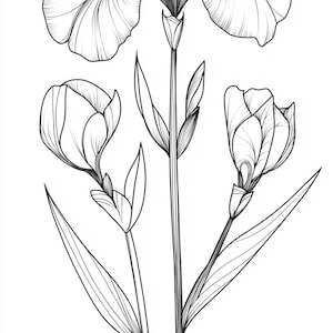 Paquete de ilustraciones de líneas finas en blanco y negro de Iris Bloom 1 60 Arte digital Ai Line Art PNG-SVG (Descarga digital)