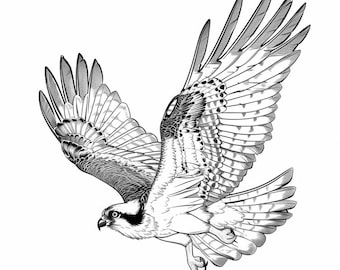 Ilustración de arte lineal realista de águila pescadora en blanco y negro, paquete de 160 ilustraciones digitales AI PNG-SVG (descarga digital)