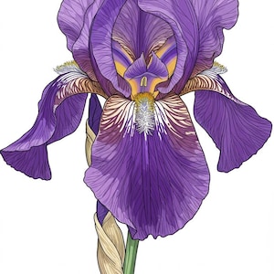 May include: A detailed illustration of a purple iris flower with intricate line work. The flower has large, ruffled petals in shades of purple, with yellow and white accents in the center. The stem is green, and the background is white.
