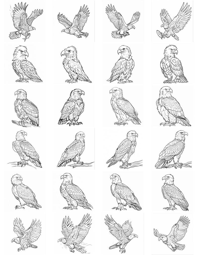 Eagle Bald Realistic Line Art Illustration Black and White Bundle 1 90 ...