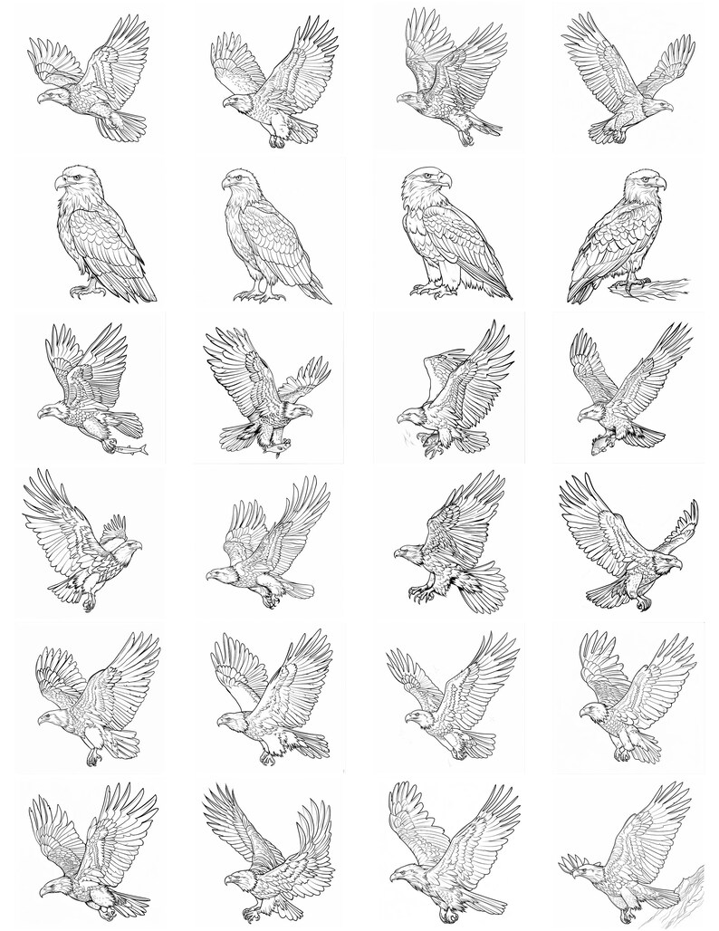 Eagle Bald Realistic Line Art Illustration Black and White Bundle 1 90 ...