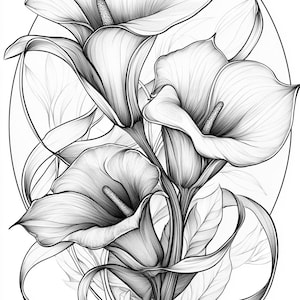 Line Drawing of Calla Lily - Etsy Australia