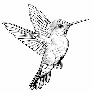 Ilustraciones de arte lineal de colibrí en blanco y negro, paquete de 1, 80 ilustraciones de arte lineal digital Ai Svg-Png